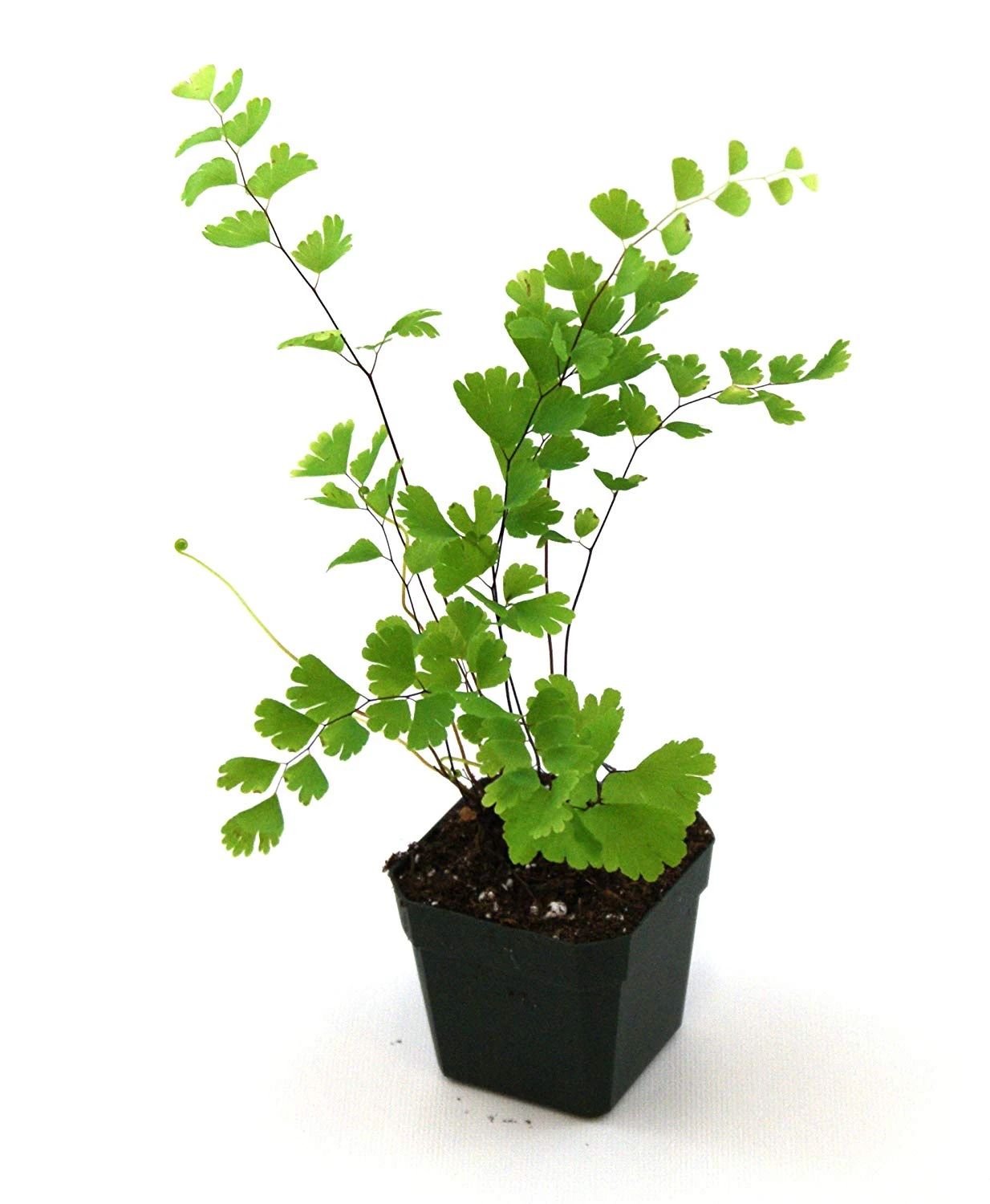 盆栽铁线蕨叶子容易发黄干枯，如何才能让叶子常年翠绿呢？