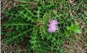 整合——28种青草药,赶快收藏备用!