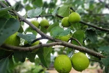 梨树周年栽培管理历,从清园萌芽到挂果采收,病虫管理和施肥方案