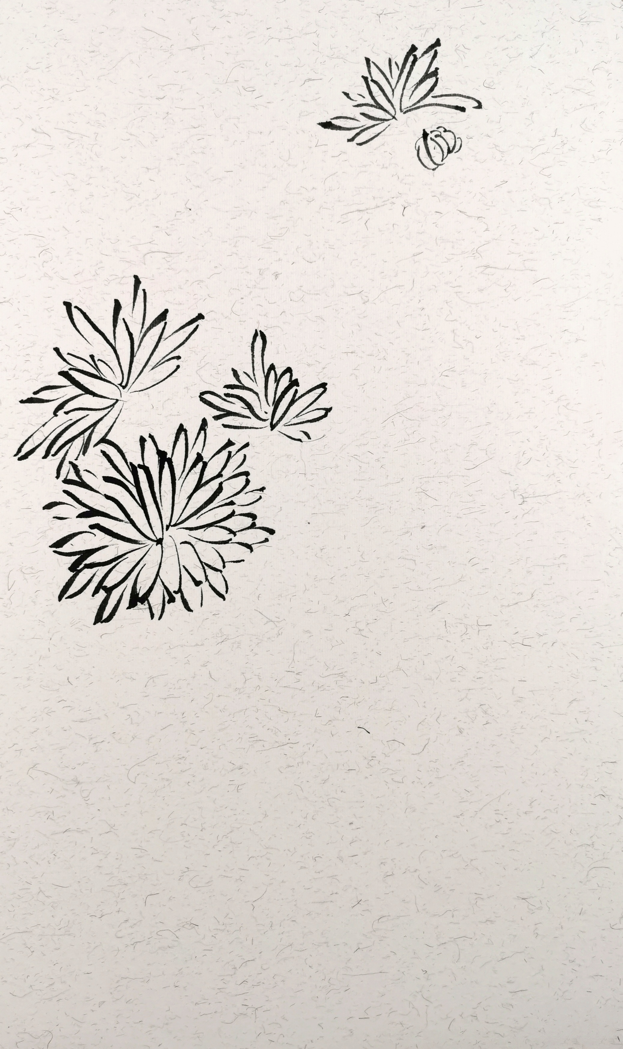 菊花写意的画法步骤图,卷叶菊花的写意画法