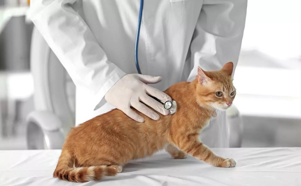 关于EGC身为铲屎官的你知多少?各种皮肤病都可能是EGC!