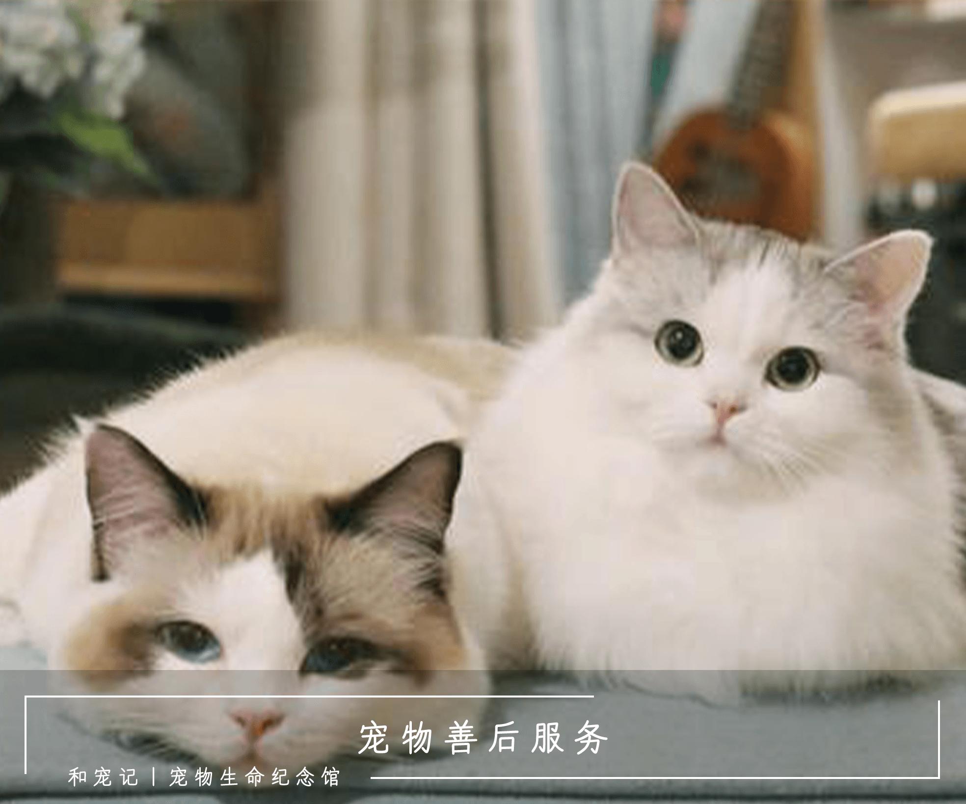 猫咪眼睛流泪有脓性分泌物怎么治,猫上火眼睛分泌物过多会自愈么