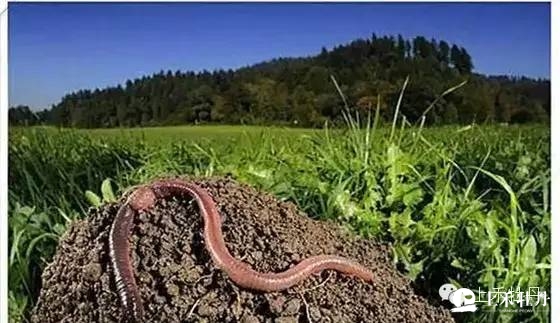 桃树习性及栽培技术的详细介绍,桃树是怎么培育新品种的