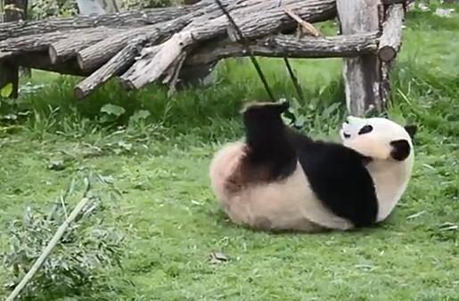 大熊猫吃竹子为什么这么细嚼慢咽,关于大熊猫吃竹子的动作