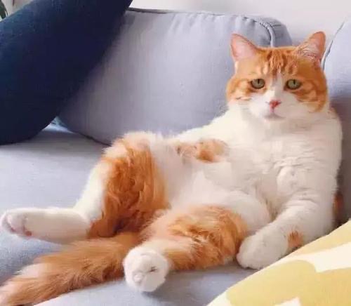 左旋肉碱咖啡对减脂有效果么,左旋肉碱的正确吃法健身减脂