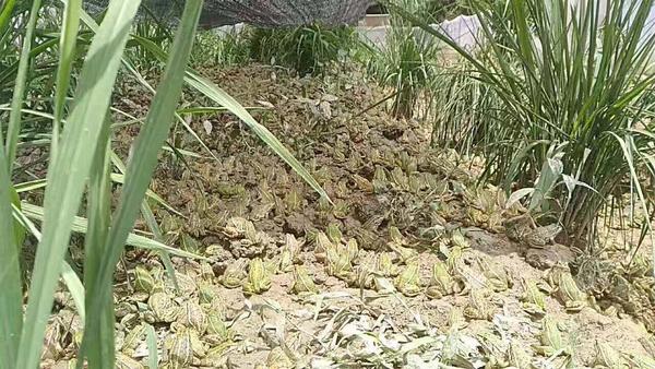 仙桃万蛙鸣青蛙养殖,青蛙养殖湖南省