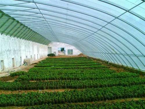 江西智能温室大棚造价一亩多少钱,河南光伏温室大棚造价一亩多少钱