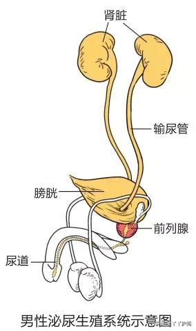 关于前列腺炎的治疗,给慢性前列腺炎患者的几点忠告