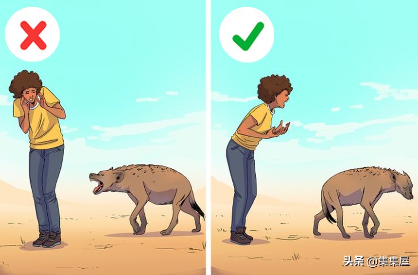 在野外遇到野生动物如何保护自己,在野外遇到凶猛的动物该怎么办呢