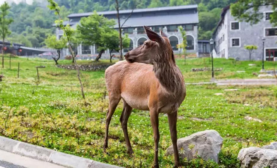 上焦山看云海，奇趣动物之旅，这个地方离成都只有4个小时车程