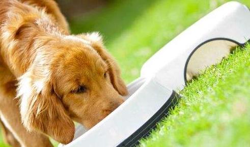 狗狗贪吃怎么教训它,狗狗特别贪吃怎么喂都不饱