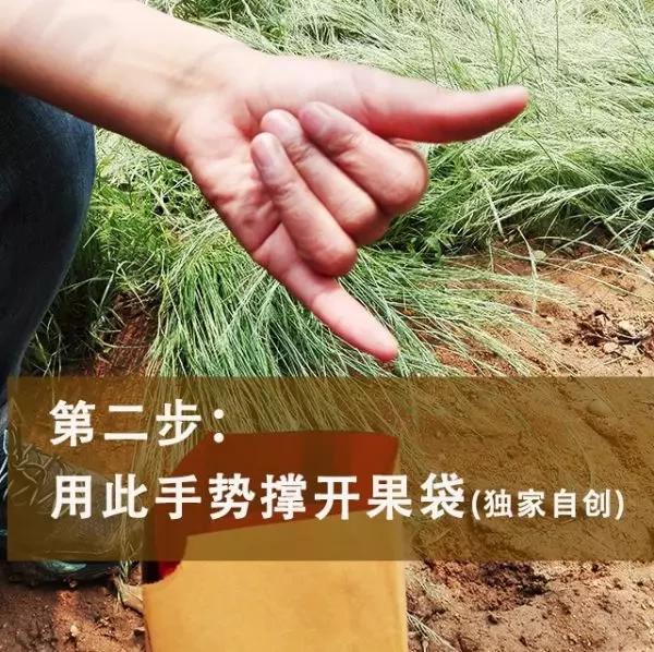苹果套袋前打什么杀菌药好,苹果套袋的正确方法