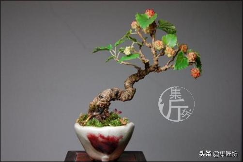 盆栽观赏树枯萎怎么补救,盆栽树枯萎的叶子可以剪掉吗