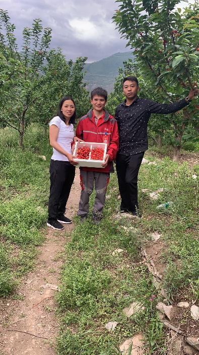 汶川农户三天卖近1500斤车厘子京东快递又让当地果农“笑嘻嘻”