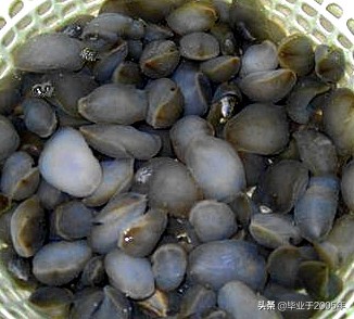 大连海鲜吃货,大连海鲜的种类