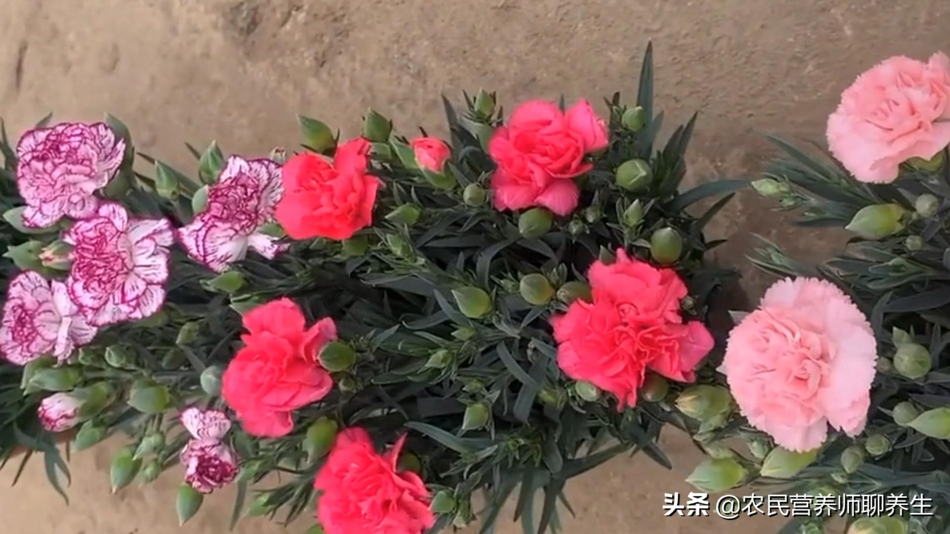 康乃馨茶泡水,泡一壶茶闻淡淡花香