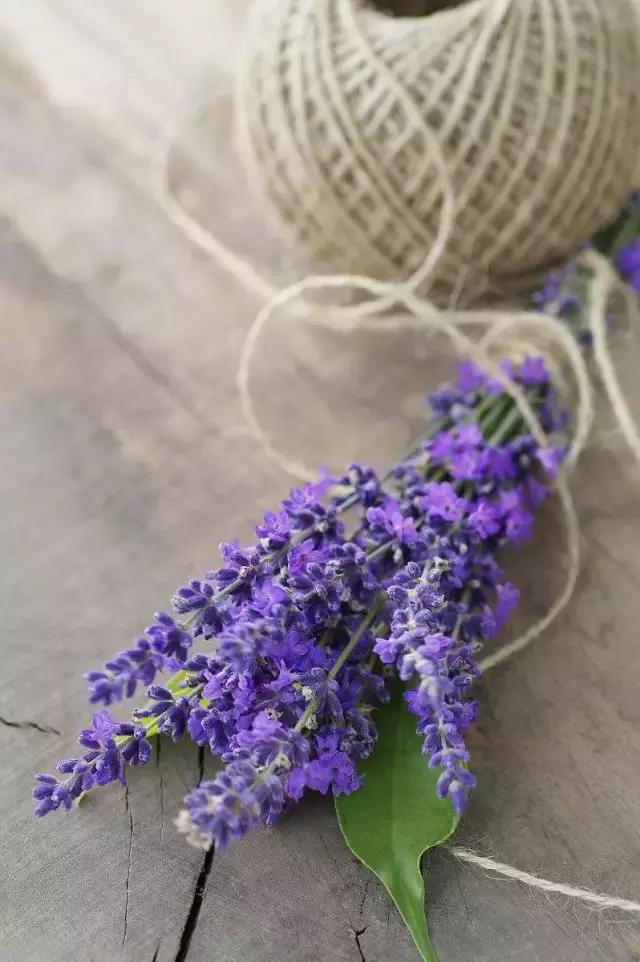 哪种植物花香助眠,安眠植物