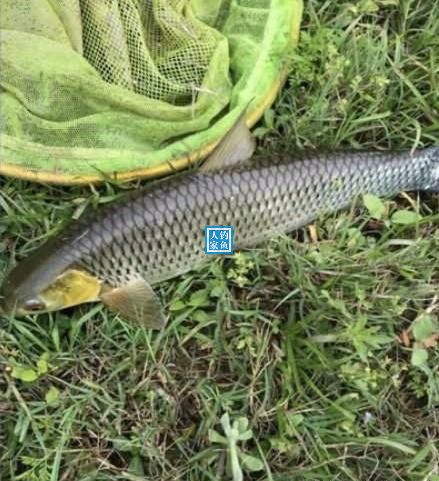 野生大湖钓鱼视频大全,深山老林水库野钓