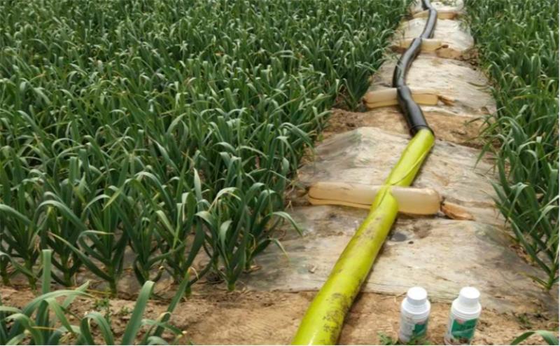 大蒜从种植到采收蒜苗要多久,种大蒜时需要做哪些准备工作