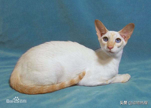 英国短毛猫有哪几种品种,你见过这样的英国短毛猫吗