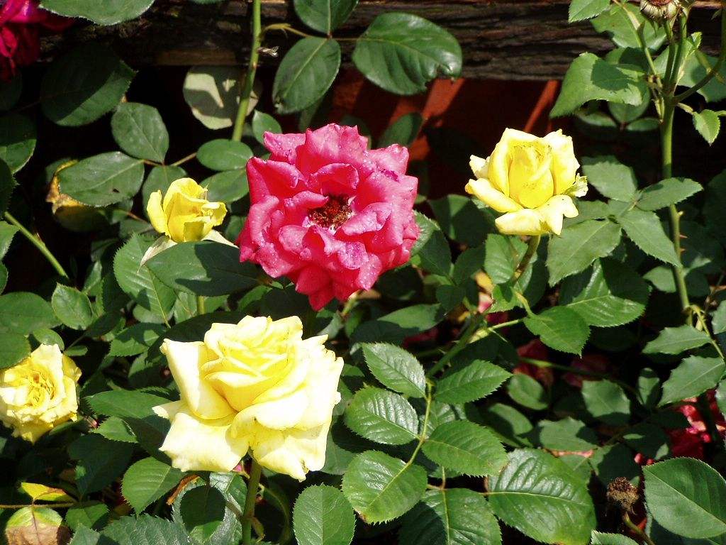 月季生长的原理,月季的生长条件