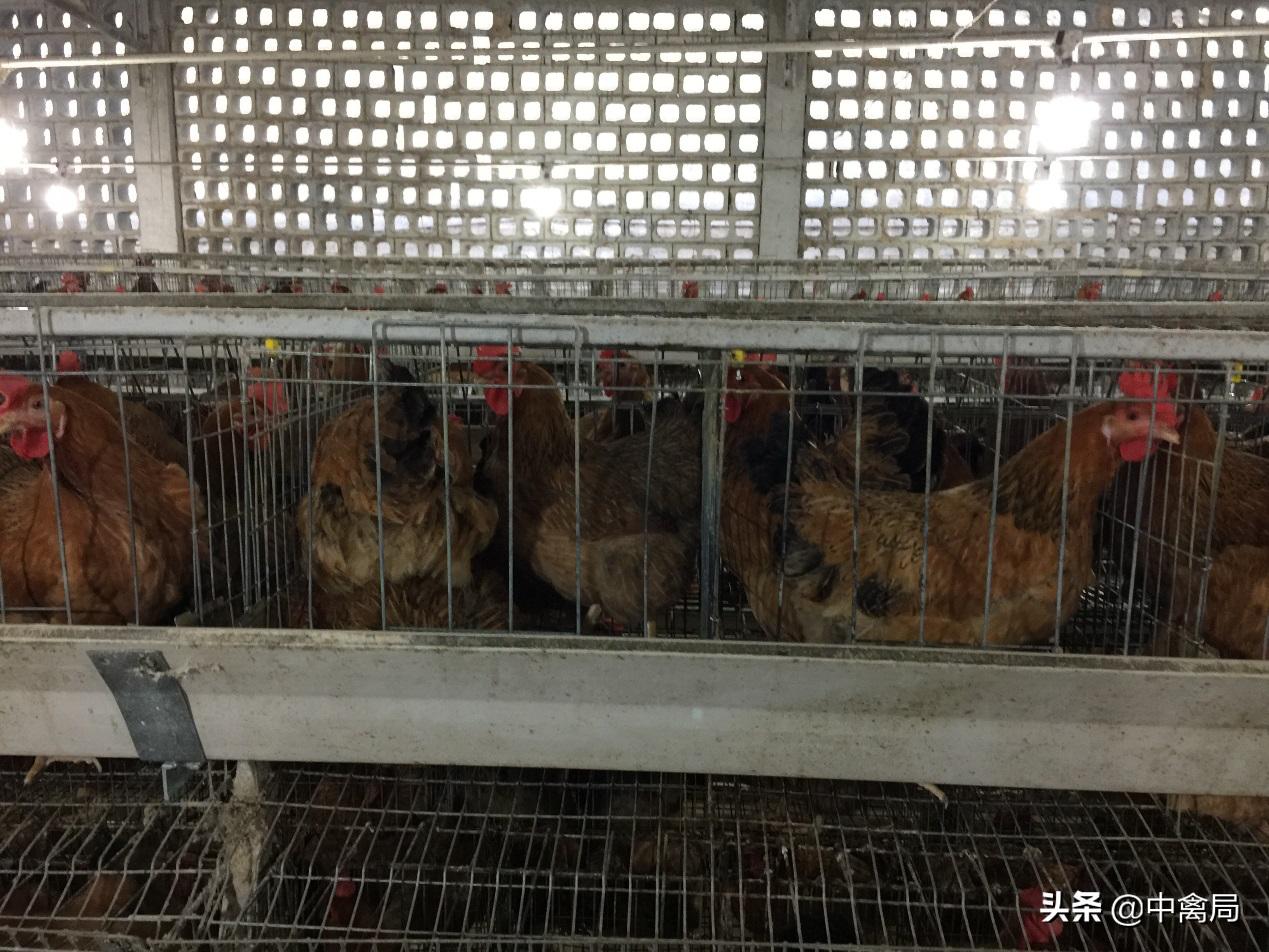 鸡虱子跳蚤怎么驱,鸡身上的虱子图片