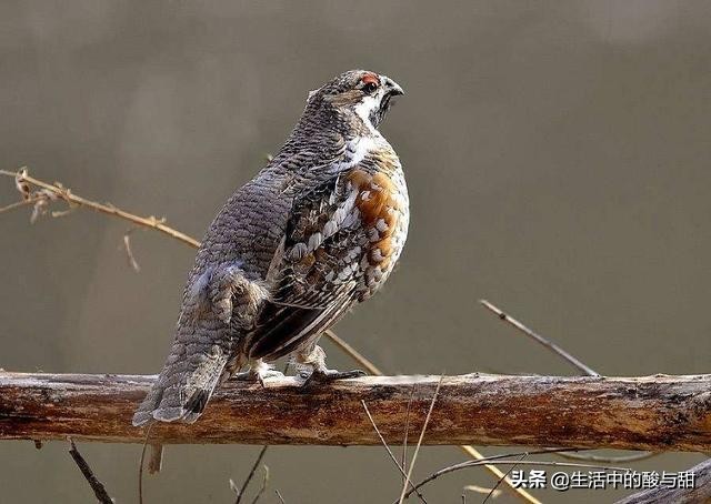 飞龙鸟肉,飞龙鸟叫什么