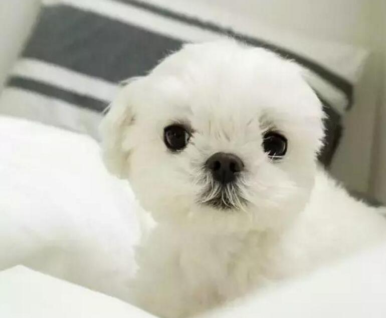 狗狗怎么交配？狗狗配种的4个正确方法