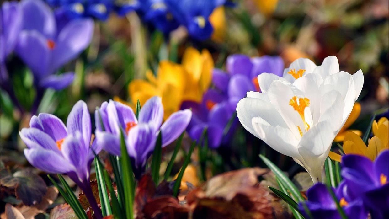 番红花适合养什么花,番红花怎么才能多开花