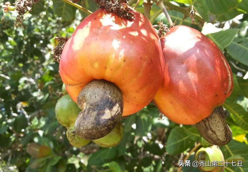 腰果是怎么剥的,腰果是怎样剥的