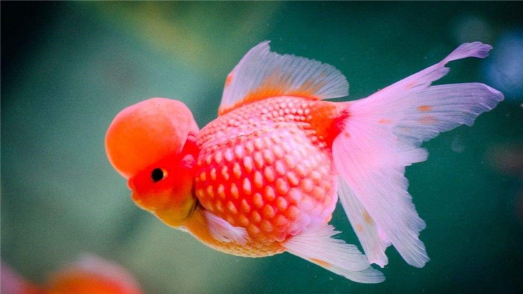 为什么家里养的金鱼总缺氧,新入鱼缸如何判断金鱼缺氧了