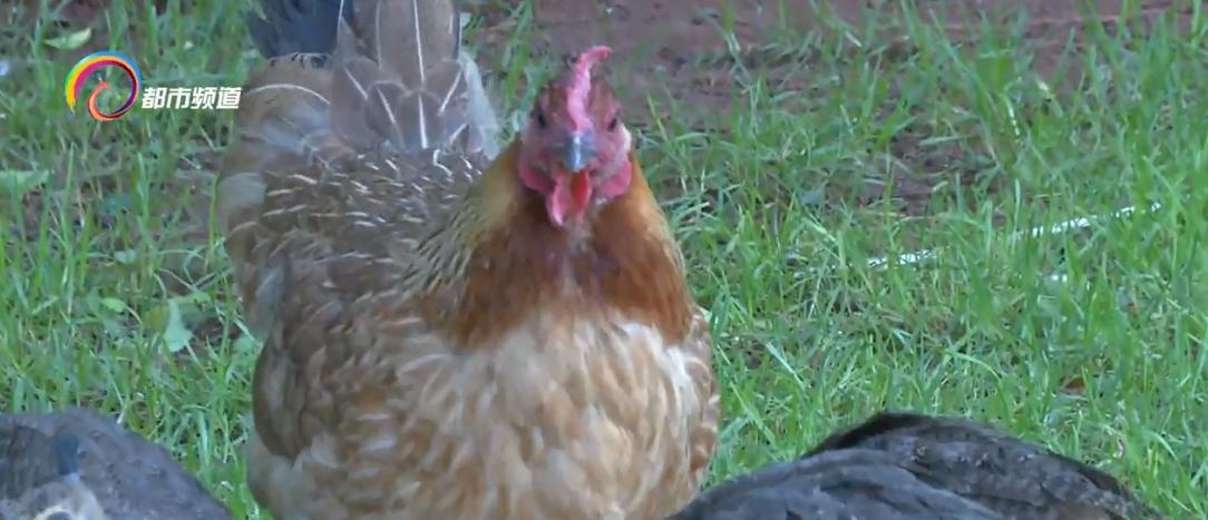 小孔雀孵出来一直叫,小孔雀慢慢长大了