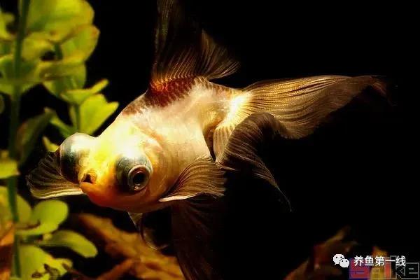 金鱼的种类图片和名字观赏,金鱼的品种分别有哪些图片