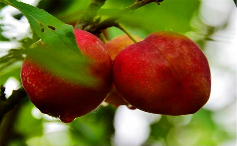 桃树根癌病并不难治,只要你这样来做,保证来年有产量