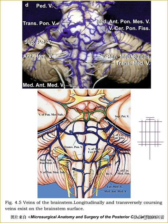 脑静脉分为深浅两支,脑静脉解剖