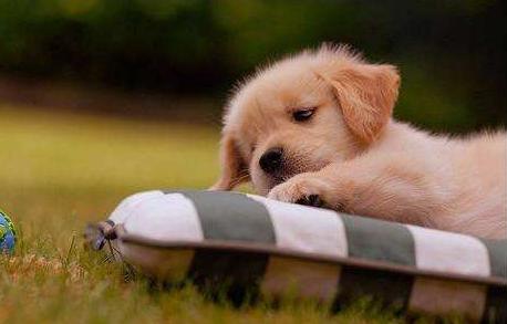 狗狗辟谣,狗狗喝牛奶辟谣