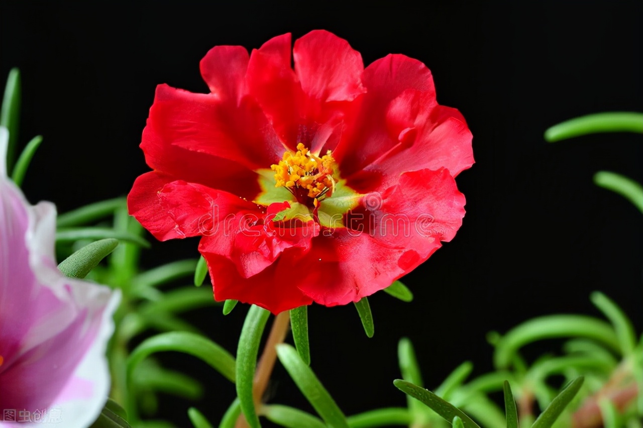 现在这季节逛花市合适吗,花市必看