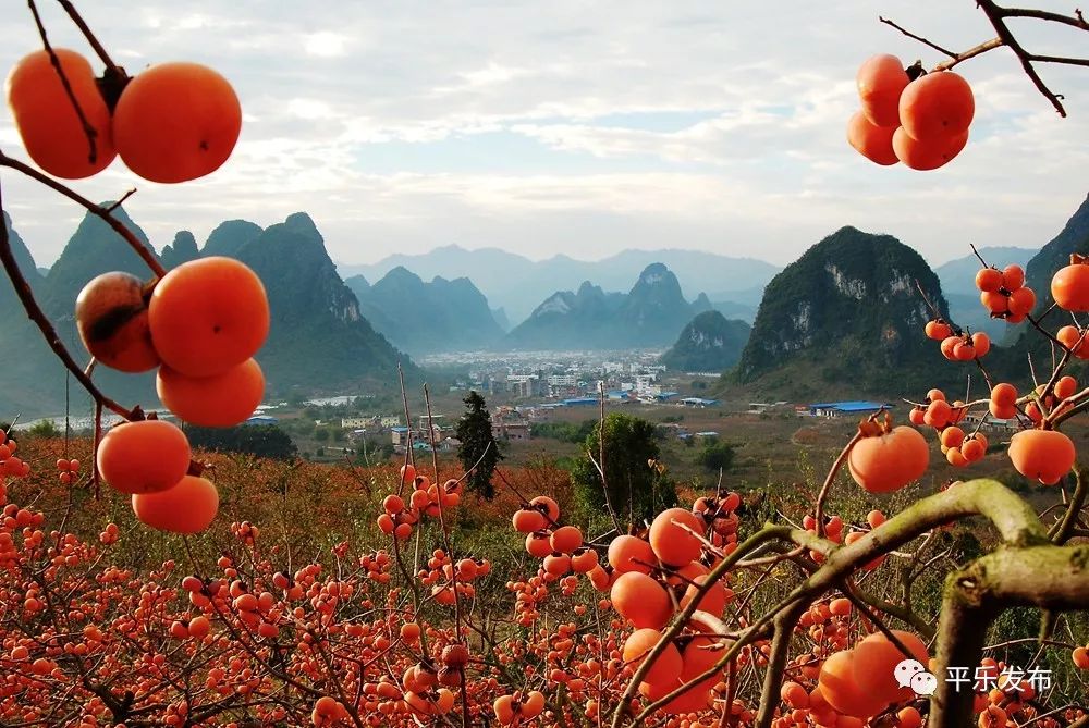 桂林平乐美食攻略,广西桂林平乐县特色美食