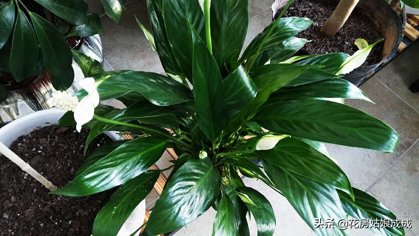 平时怎么打理家里的花花草草,家里没人了花草怎么办