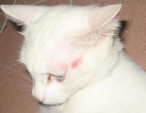 两只猫都有猫癣要隔离吗,养猫经验猫得了猫癣怎么办