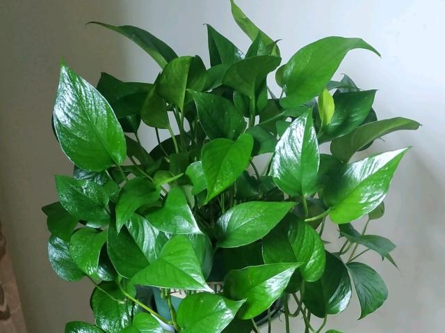 家里去甲醛养什么植物好,什么盆栽吸收甲醛最好