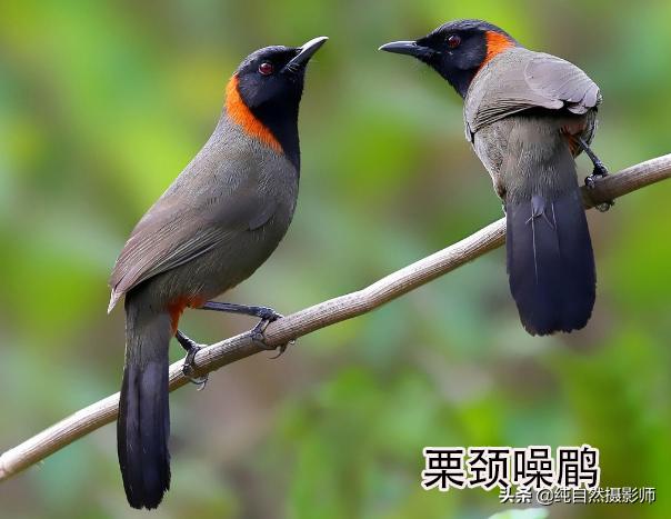 画眉品种有哪些,画眉科的鸟类大全