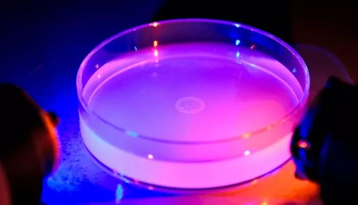 没有眼睛的虫子,没有眼睛的动物蚯蚓有眼睛吗