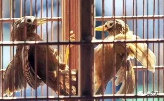 画眉鸟谈恋爱,青红羽画眉鸟图片