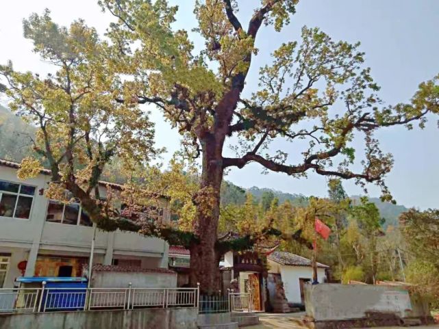 温州乐清900多岁的“树王”,长这样