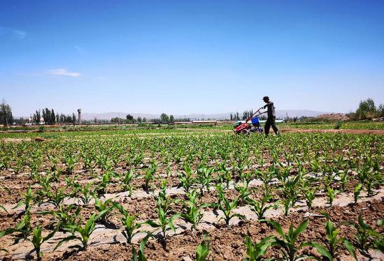 种植玉米高产技术有哪些,积温在2500到3000的高产玉米种子