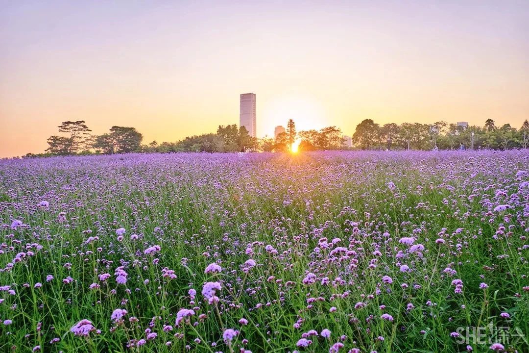 去深圳免费游玩的10个地方,深圳免费游玩景点推荐
