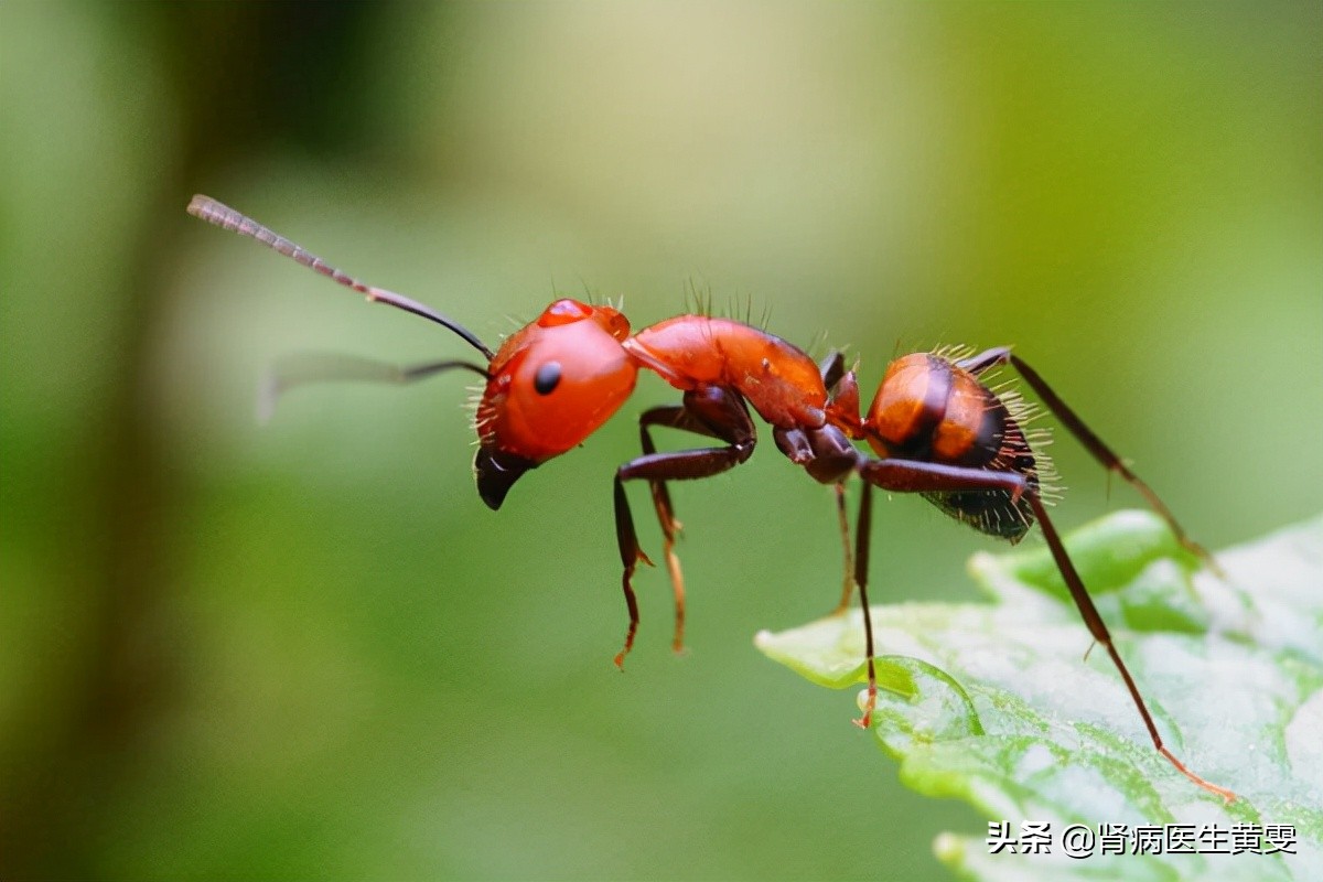 被黄色蚂蚁咬了会肾衰竭吗,肾病患者被黄蚂蚁咬到
