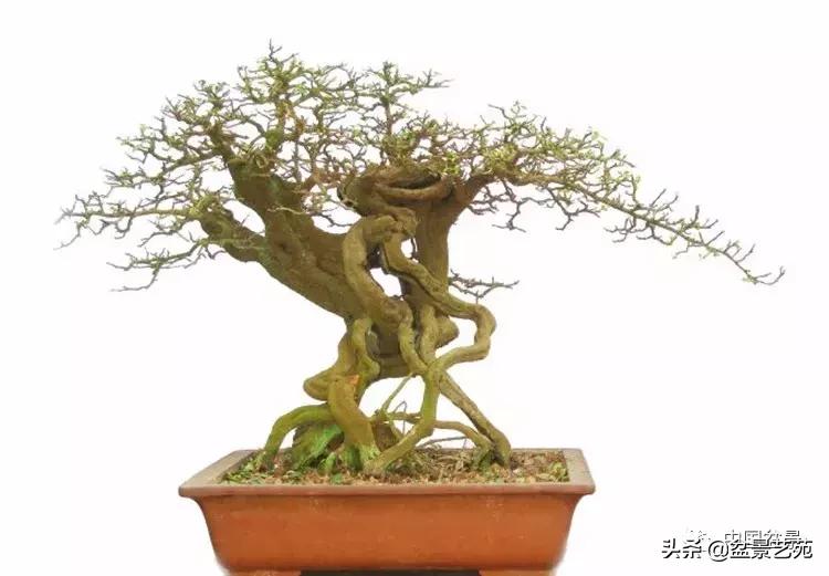 胡庆魁无穷的怀念：我说我盆景与母亲的手