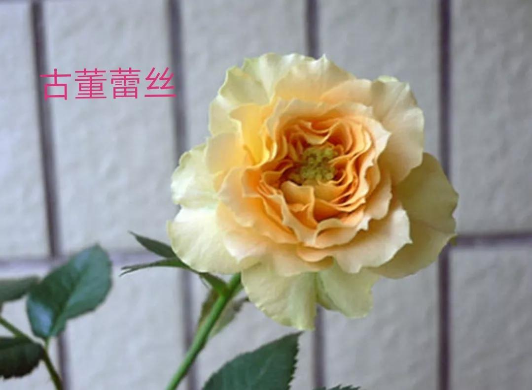 切花火焰月季的优缺点,常见切花月季一览